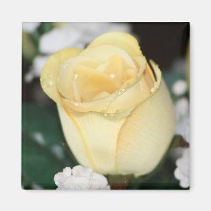 Yellow Rose Magnet
