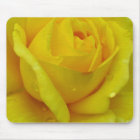 Yellow rose