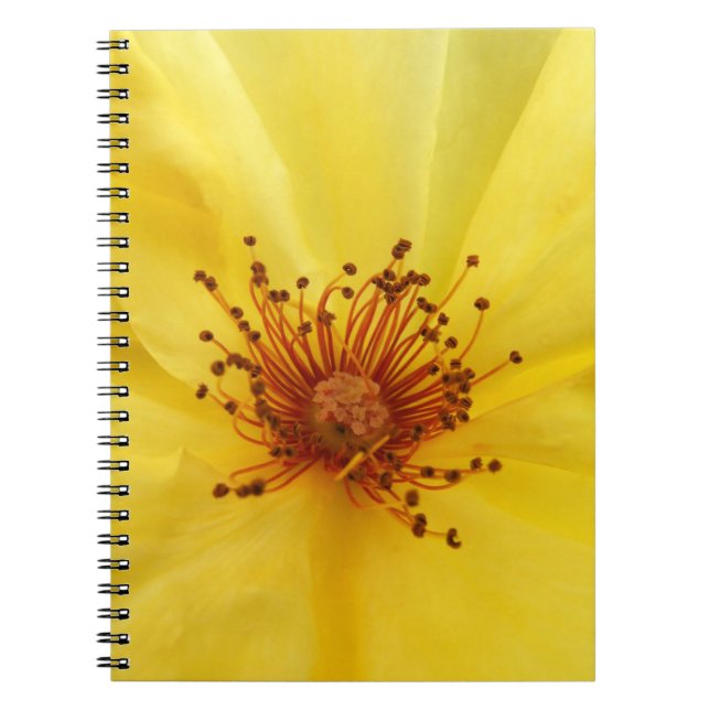 Yellow Rose Notebook (Front)