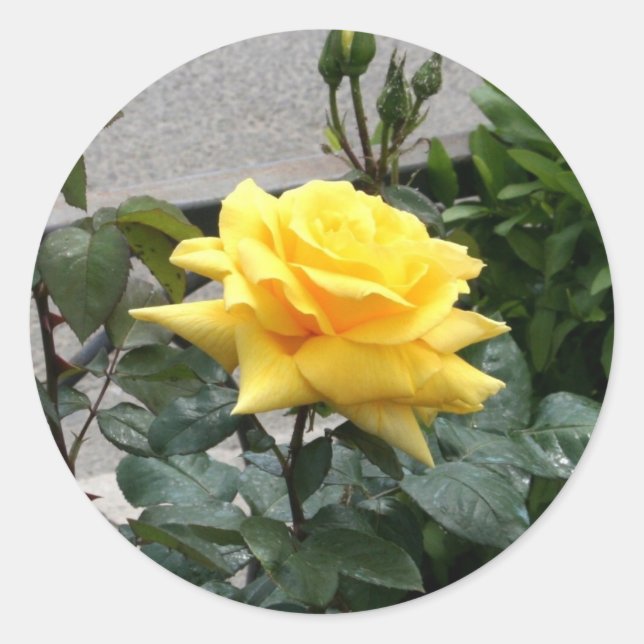 Yellow Rose of Texas Classic Round Sticker (Front)