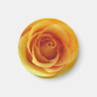 Yellow Rose of Texas Magnet