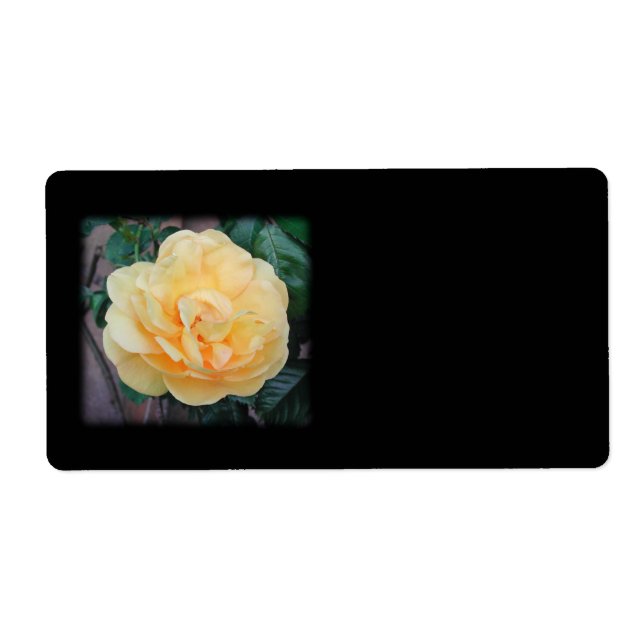 Yellow Rose, on black background. (Front)