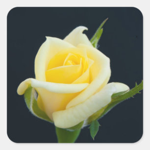 Yellow rose on the black background square sticker