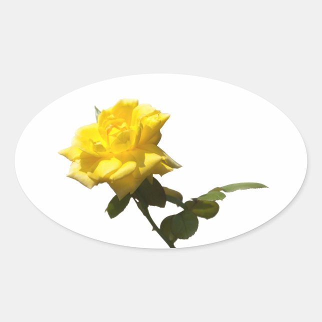 Yellow rose oval sticker (Front)