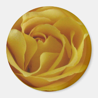 Yellow Rose Petals 3" Round Magnet