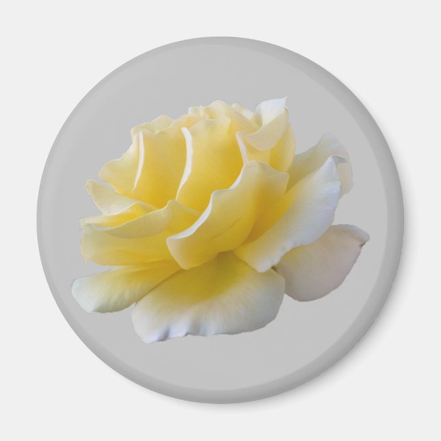 Yellow rose petals magnet (Front)