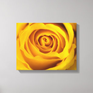 Yellow Rose Photo Canvas Print