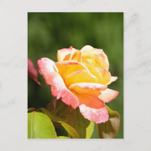 yellow rose photo postcard