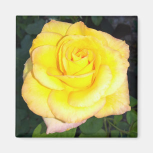 Yellow Rose Photo Square Magnet