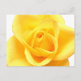 Yellow rose postcard