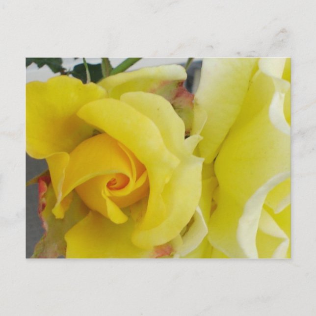Yellow Rose Postcard (Front)