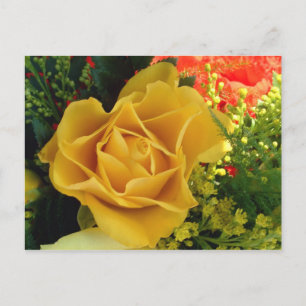 Yellow Rose   Postcard