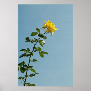 Yellow Rose Poster