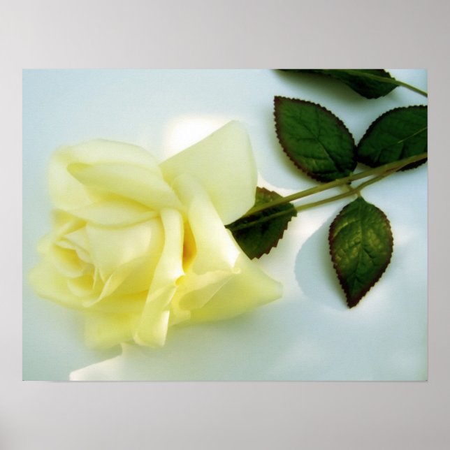 Yellow Rose Poster (Front)