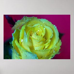 YELLOW ROSE POSTER