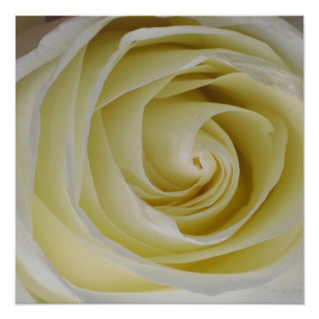 Yellow Rose Poster Print (Front)