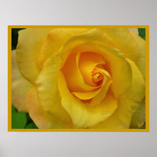 Yellow Rose Poster Print Beautiful Flower Print (Front)