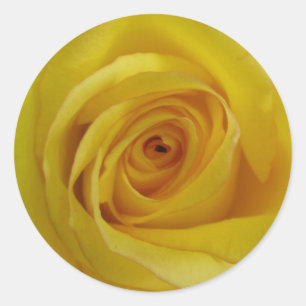 Yellow Rose Stickers