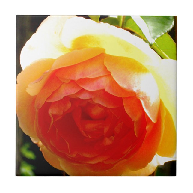 Yellow Rose Tile (Front)