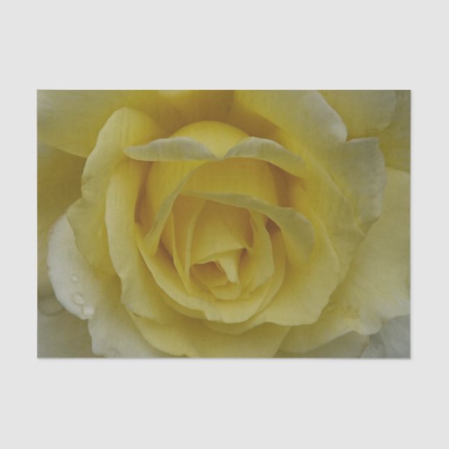 Yellow Rose tissue paper (Front)