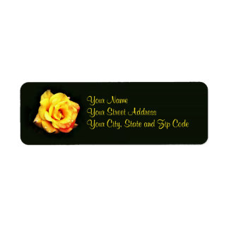 Yellow rose with rain drops