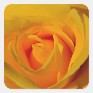 Yellow Rose, yellow flower, yellow floral Square Sticker