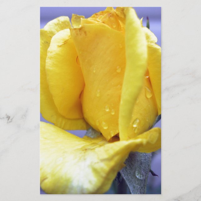 Yellow Rosebud (Front)