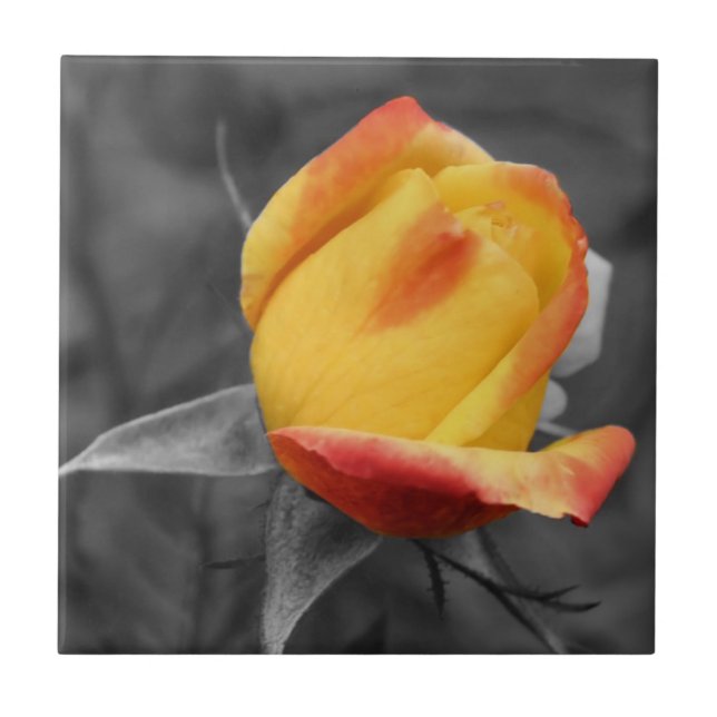 Yellow Rosebud In Black And White Tile (Front)