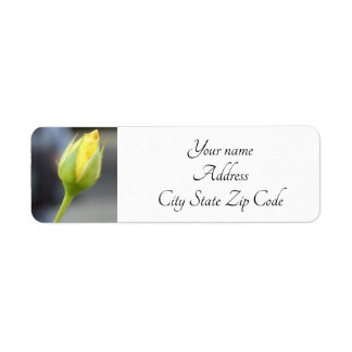 Yellow Rosebud Photo