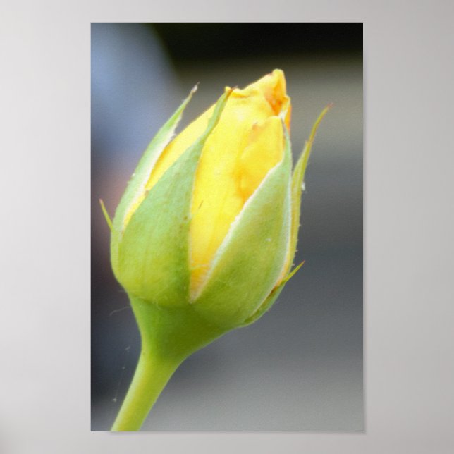 Yellow Rosebud Photo Poster (Front)