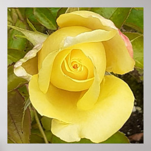 Yellow Rosebud  Poster