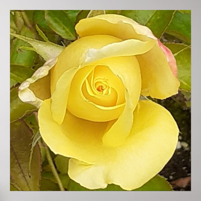 Yellow Rosebud  Poster (Front)