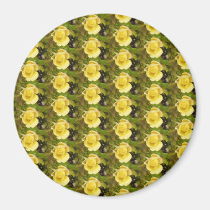 Yellow Rosebuds Magnet