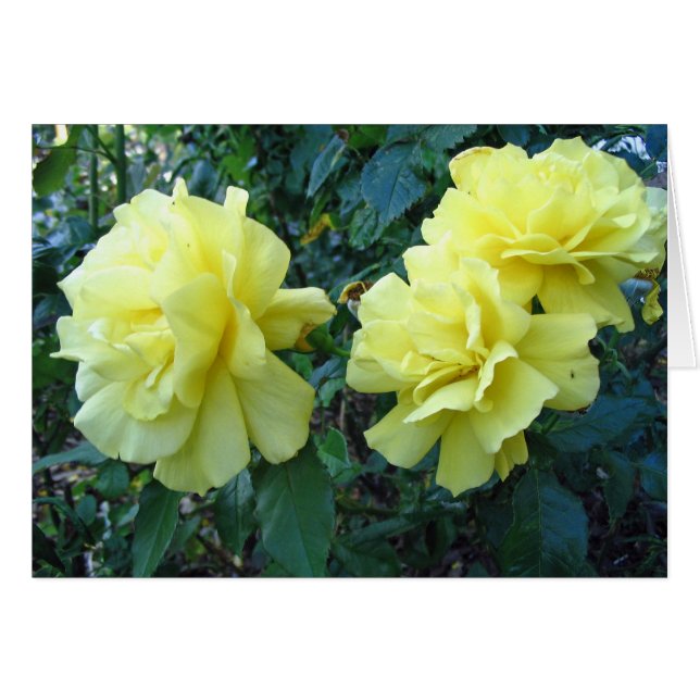 Yellow Roses (Front Horizontal)