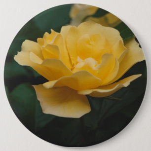 Yellow roses 6 inch round button