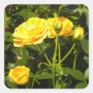 Yellow Roses Stickers