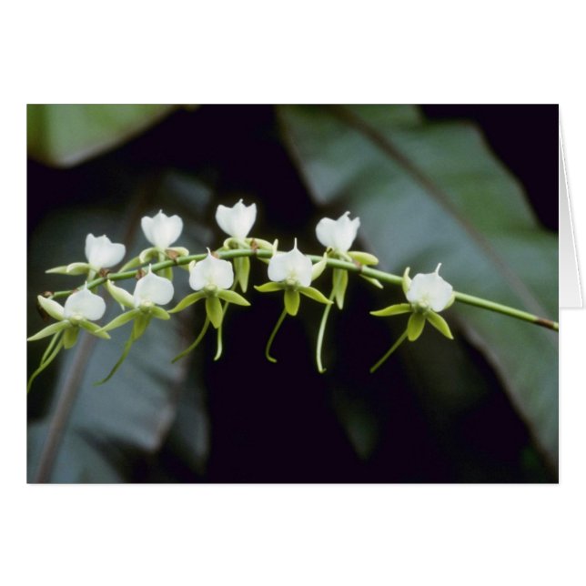 Yellow Rothschildiana (Vanda) flowers (Front Horizontal)