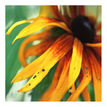 Yellow Rudbeckia Flower Macro Abstract