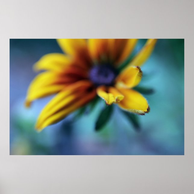 Yellow Rudbeckia Flower Macro Abstract Poster (Front)
