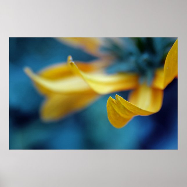 Yellow Rudbeckia Flower Petal Macro Abstract Poster (Front)