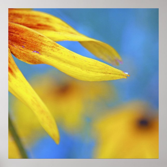 Yellow Rudbeckia Flower Petals on Sky Blue Poster (Front)