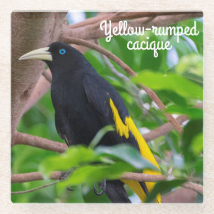 Yellow-rumped cacique glass coaster