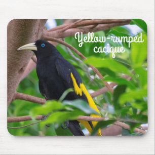 Yellow-rumped cacique mouse pad