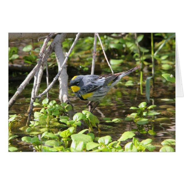 Yellow-rumped Warbler (Front Horizontal)