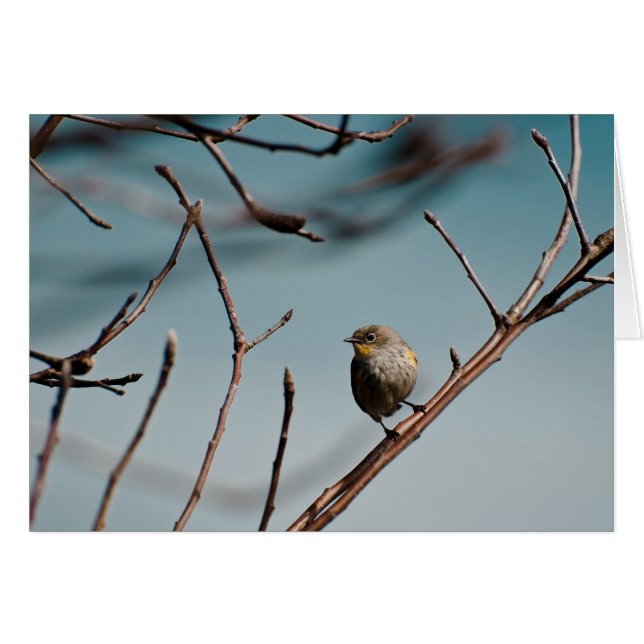 Yellow Rumped Warbler 01 (Front Horizontal)