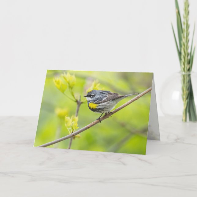 Yellow-rumped Warbler Card (Front)