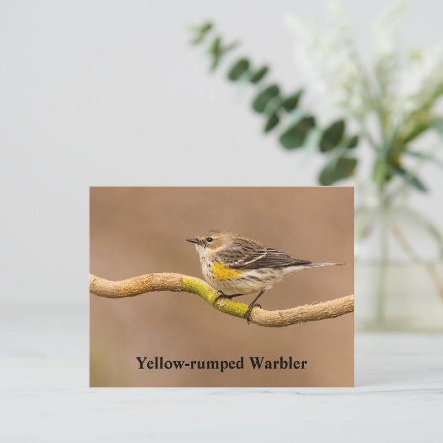 Yellow-rumped Warbler Perched Postcard (Standing Front)