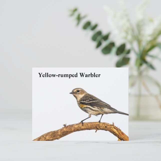 Yellow-rumped Warbler Postcard (Standing Front)