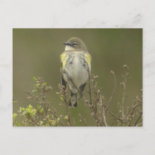 Yellow-rumped Warbler Postcard