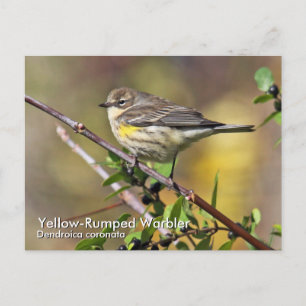 Yellow-Rumped Warbler Postcard
